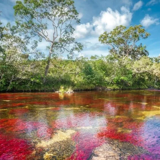 plan caño cristales desde Medellìn con tiquete