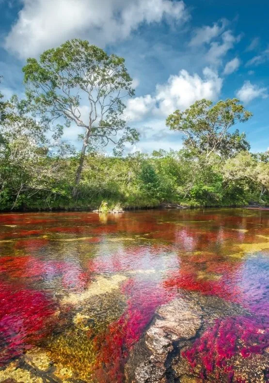plan caño cristales desde Medellìn con tiquete