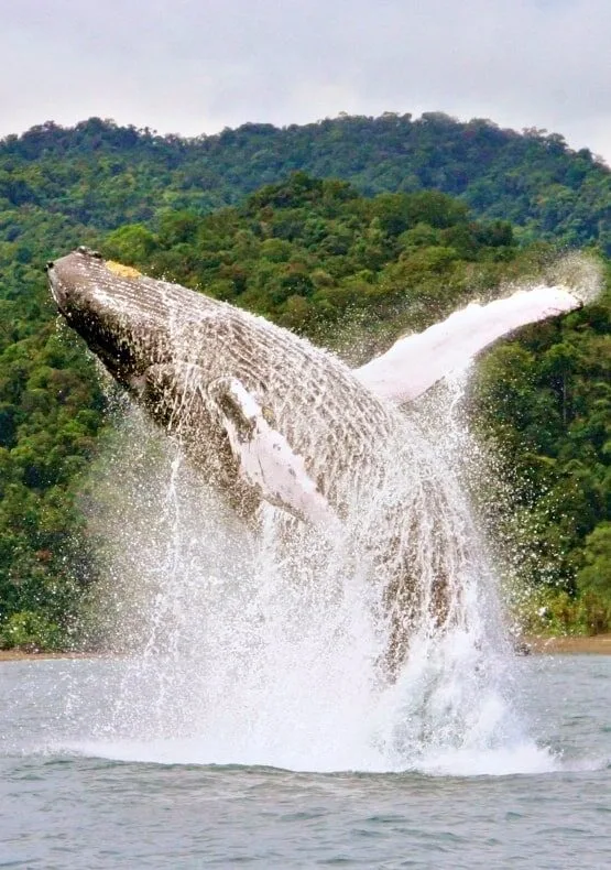 Plan Avistamiento de Ballenas Ecolodge El Almejal