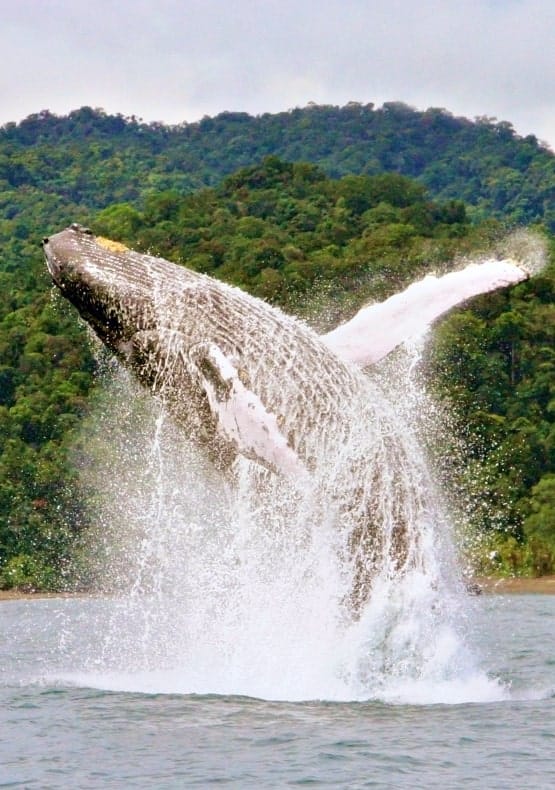 Plan Avistamiento de Ballenas Ecolodge el Almejal