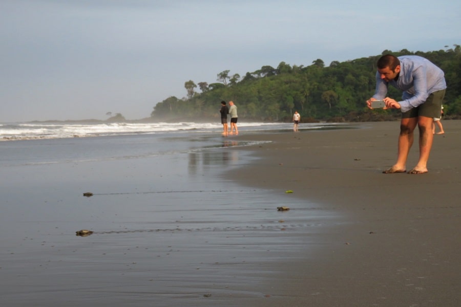 Liberación de tortugas en el Pacífico Colombiano.