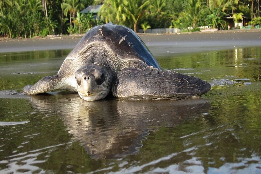 Liberación de tortugas en el Pacìfico Colombiano