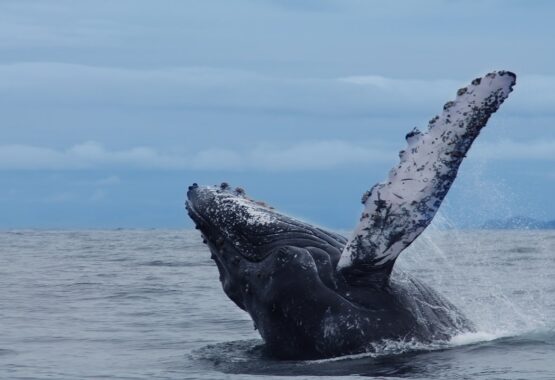 Planes para ver ballenas en Colombia 2021