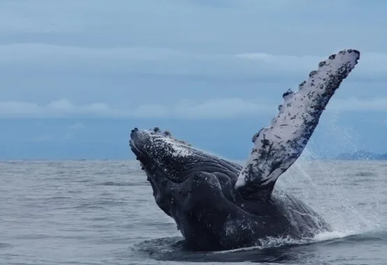 Planes para ver ballenas en Colombia 2021