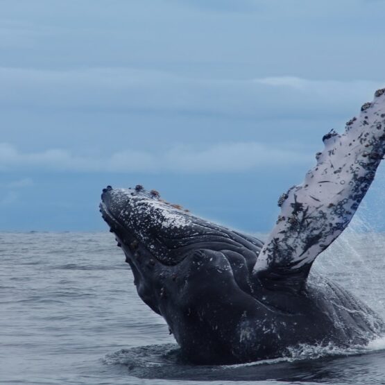 Planes para ver ballenas en Colombia 2021