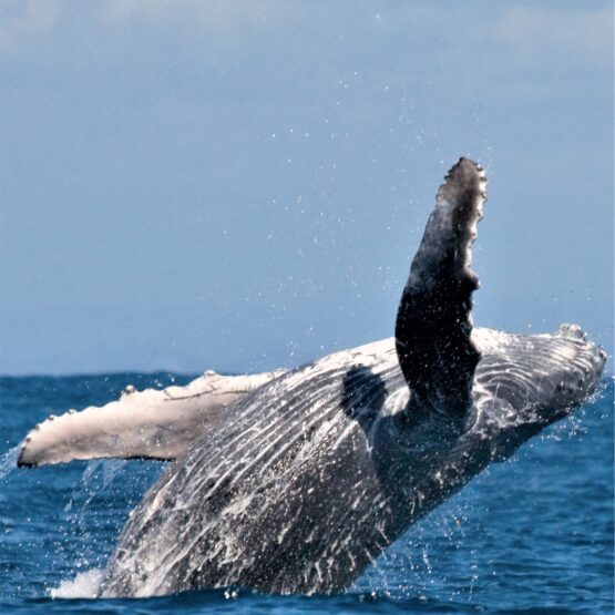 ballenas desde cartago
