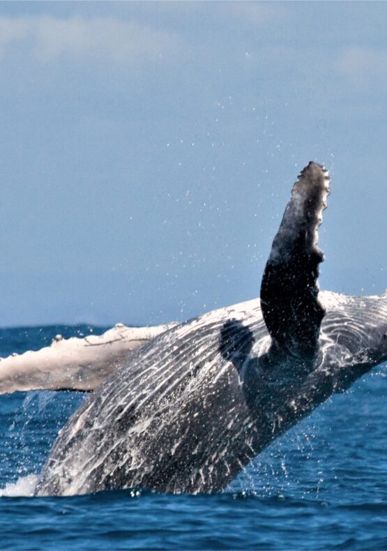 ballenas desde cartago