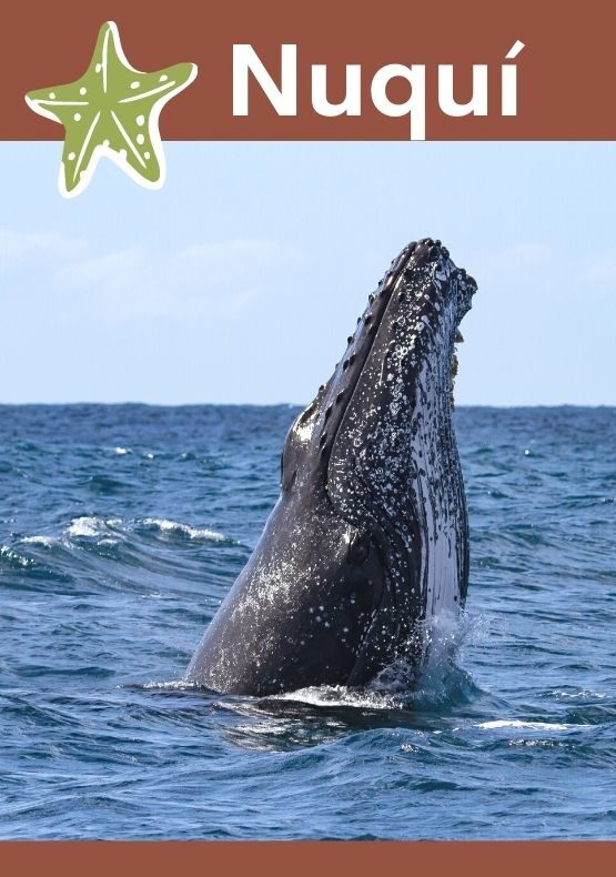 avistamiento de ballenas en Nuquí